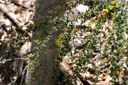Daviesia villifera (prickly daviesia) (alternate view 2)
