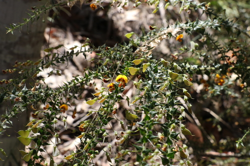 Daviesia villifera (prickly daviesia) (alternate view 3)