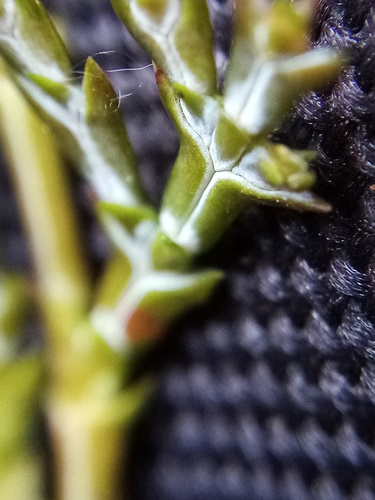 Chamaecyparis obtusa (Hinoki Cypress)