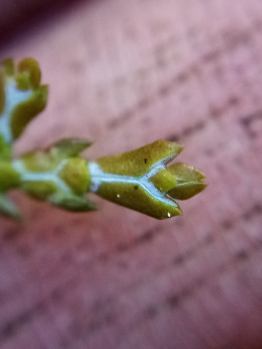 Chamaecyparis obtusa (Hinoki Cypress) (alternate view 2)