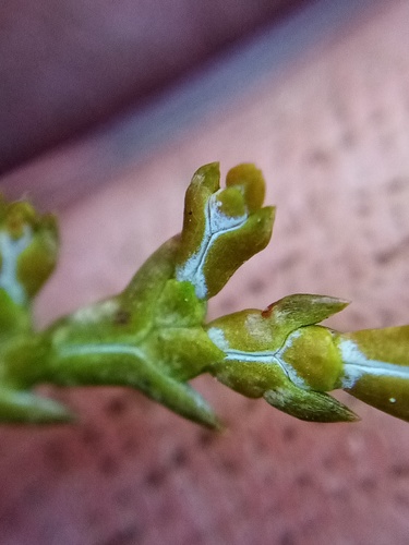 Chamaecyparis obtusa (Hinoki Cypress) (alternate view 3)