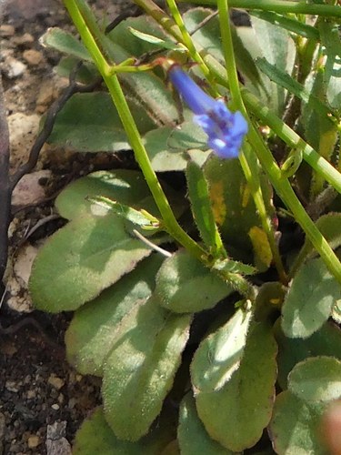 Lobelia erinus (bedding lobelia) (alternate view 4)