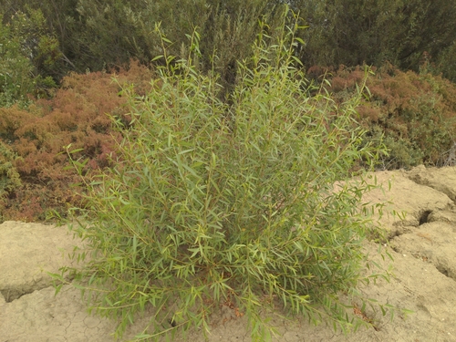 Salix gooddingii (Goodding's willow) (alternate view 9)