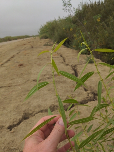 Salix gooddingii (Goodding's willow) (alternate view 10)