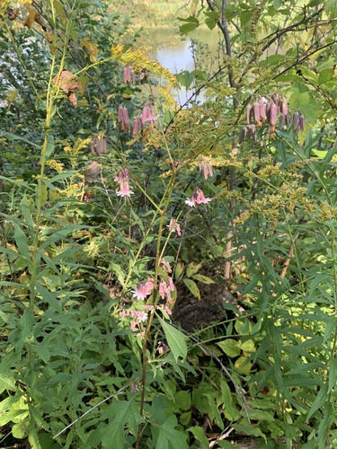 Nabalus albus (white rattlesnake root) (alternate view 4)