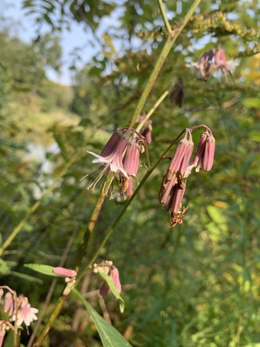 Nabalus albus (white rattlesnake root) (alternate view 5)