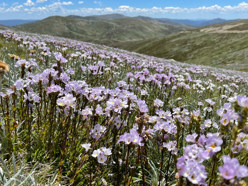 Euphrasia collina (purple eyebright)