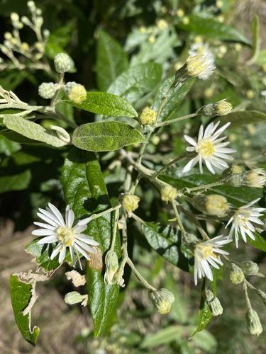 Olearia lirata (snowy daisy-bush) (alternate view 5)