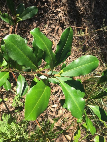 Myrsine howittiana (Brush Muttonwood) (alternate view 5)