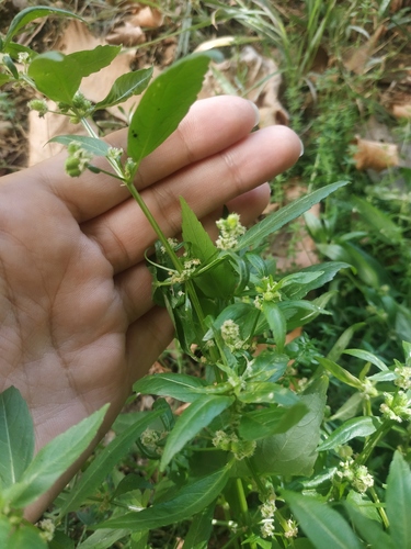 Mercurialis annua (Annual mercury)