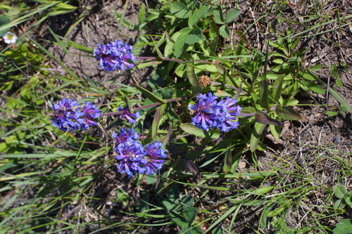Penstemon procerus (Small-flowered Penstemon) (alternate view 4)