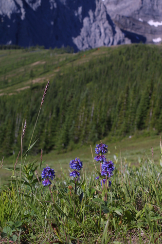 Penstemon procerus (Small-flowered Penstemon) (alternate view 5)