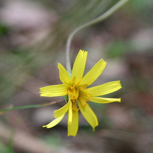 Microseris walteri (Murnong) (alternate view 5)