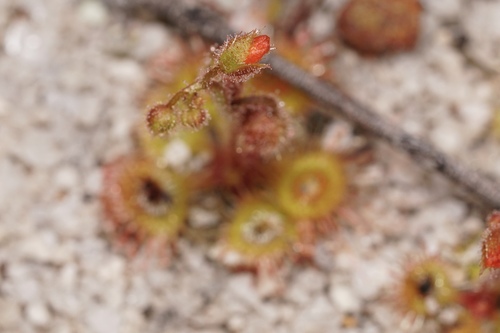 Drosera glanduligera (Pimpernel sundew) (alternate view 4)