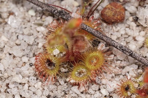 Drosera glanduligera (Pimpernel sundew) (alternate view 5)