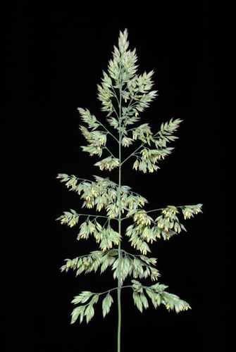 Holcus lanatus (common velvet-grass) (alternate view 2)