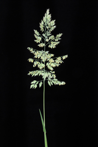 Holcus lanatus (common velvet-grass) (alternate view 3)