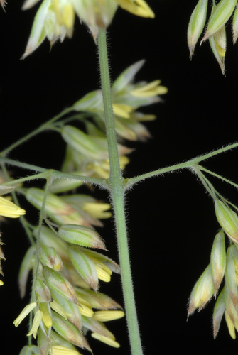 Holcus lanatus (common velvet-grass) (alternate view 4)