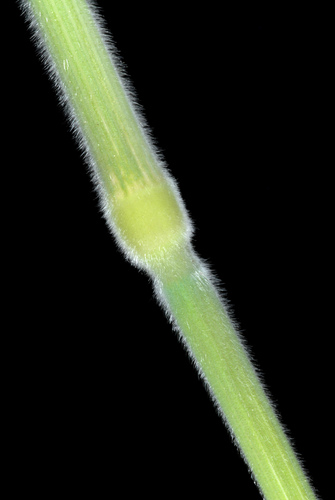 Holcus lanatus (common velvet-grass) (alternate view 5)