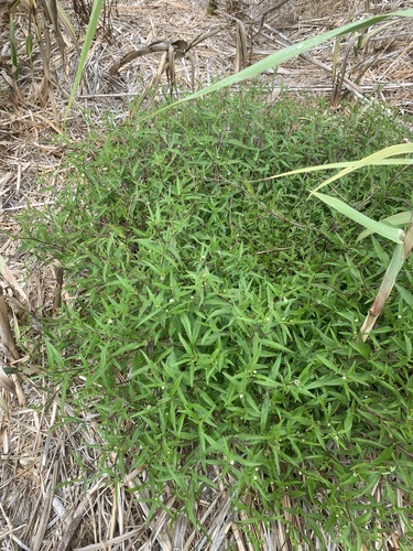 Eclipta prostrata (False Daisy)