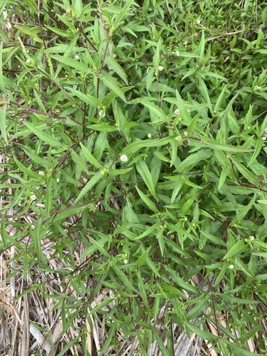 Eclipta prostrata (False Daisy) (alternate view 2)