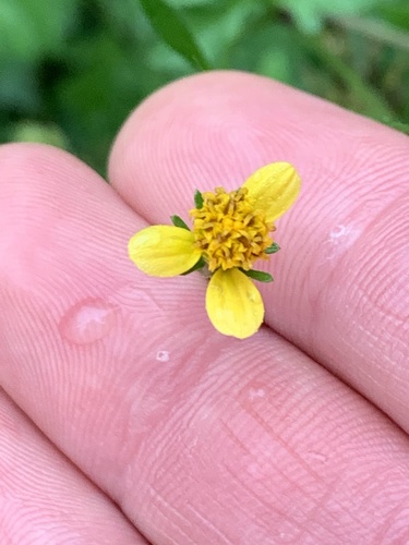 Bidens bipinnata (Spanish needles) (alternate view 7)