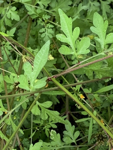 Bidens bipinnata (Spanish needles) (alternate view 8)