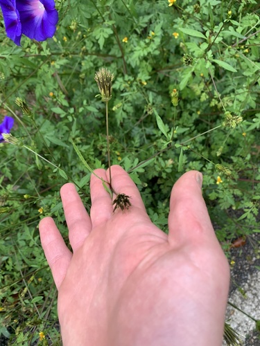 Bidens bipinnata (Spanish needles) (alternate view 9)