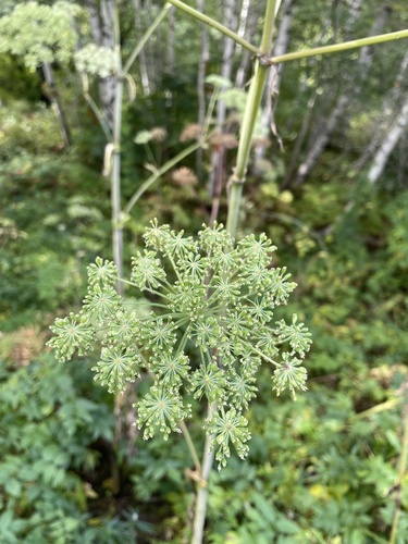Angelica sylvestris (Wild Angelica)