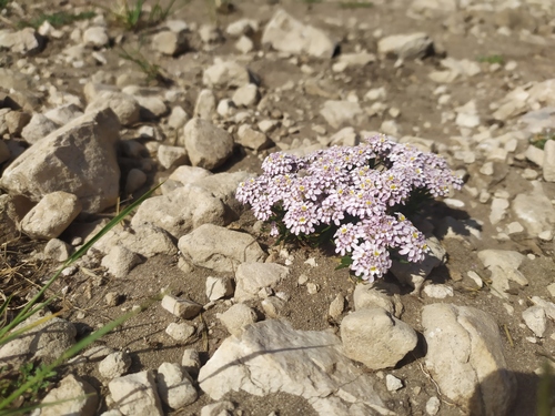 Iberis saxatilis (rock candytuft)