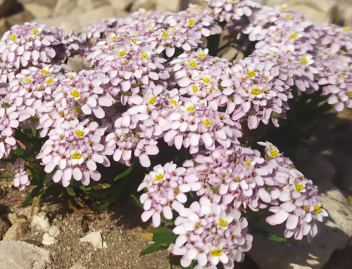 Iberis saxatilis (rock candytuft) (alternate view 2)
