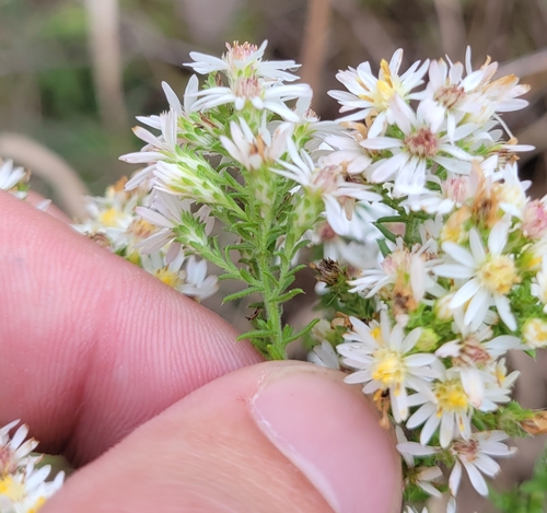 Symphyotrichum ericoides (white heath aster) (alternate view 8)
