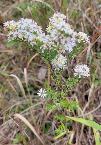 Symphyotrichum ericoides (white heath aster) (alternate view 9)