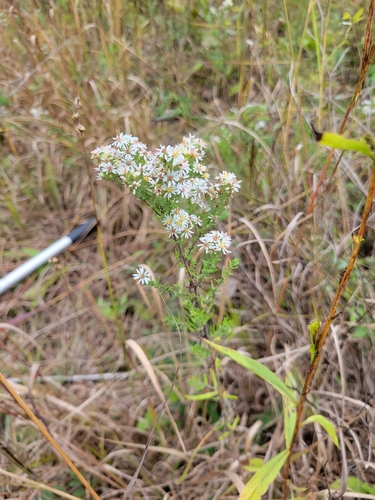 Symphyotrichum ericoides (white heath aster) (alternate view 10)