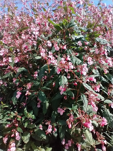 Impatiens glandulifera (policeman's helmet)