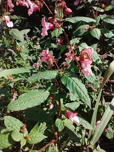 Impatiens glandulifera (policeman's helmet) (alternate view 3)