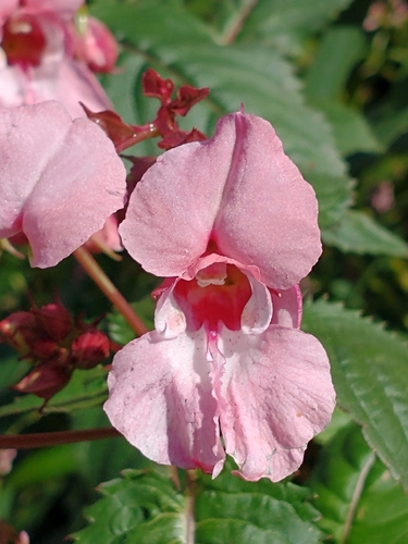 Impatiens glandulifera (policeman's helmet) (alternate view 4)