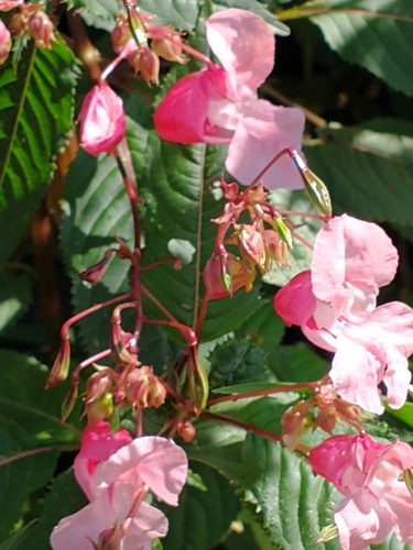 Impatiens glandulifera (policeman's helmet) (alternate view 5)