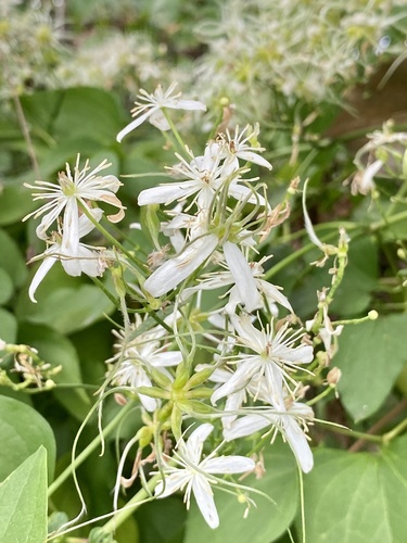 Clematis terniflora (Sweet Autumn Clematis)