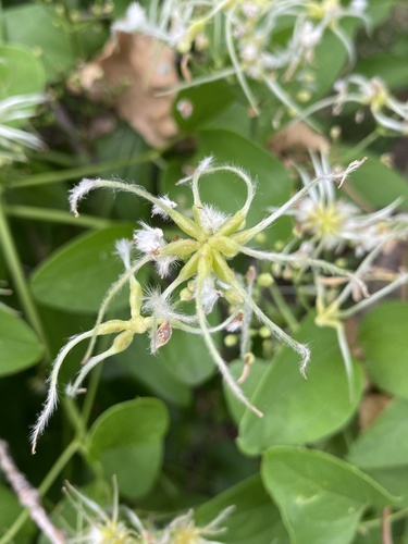 Clematis terniflora (Sweet Autumn Clematis)