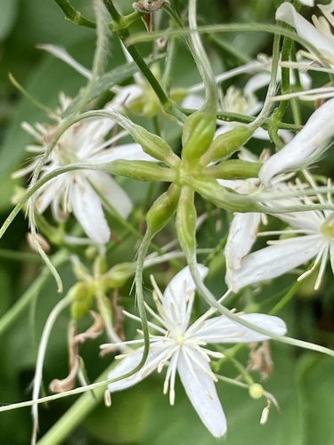 Clematis terniflora (Sweet Autumn Clematis)