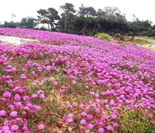Abronia umbellata (Pink Sand Verbena) (alternate view 2)