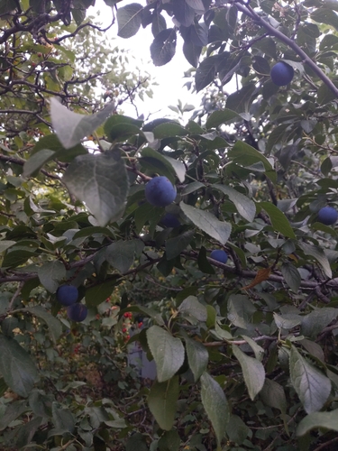 Prunus domestica (European plum) (alternate view 2)