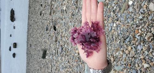 Chondrus crispus (Irish Moss)