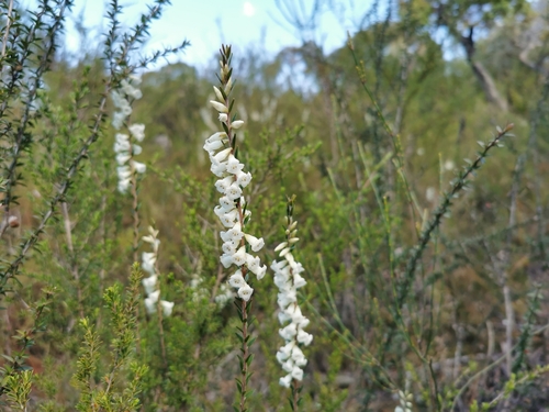 Epacris obtusifolia (blunt-leaf heath) (alternate view 6)