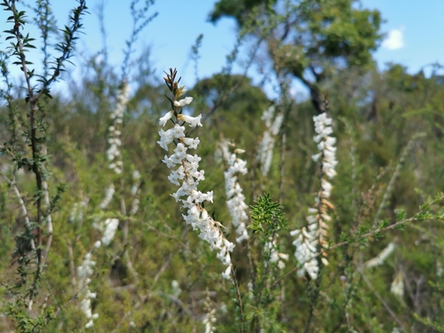 Epacris obtusifolia (blunt-leaf heath) (alternate view 7)
