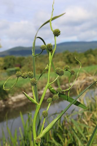 Sparganium erectum (Branched Bur-reed)