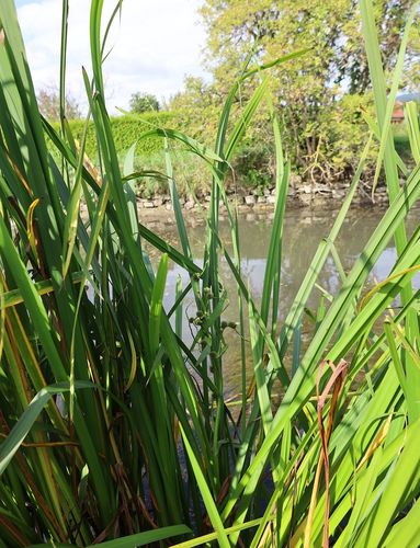 Sparganium erectum (Branched Bur-reed)