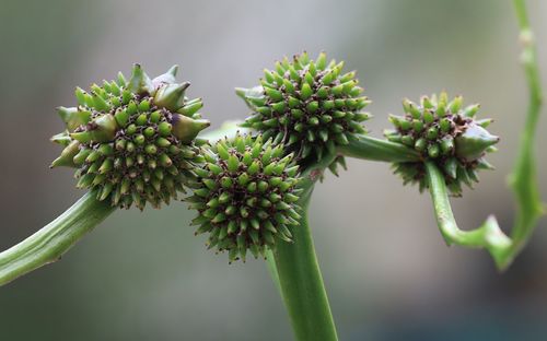 Sparganium erectum (Branched Bur-reed)