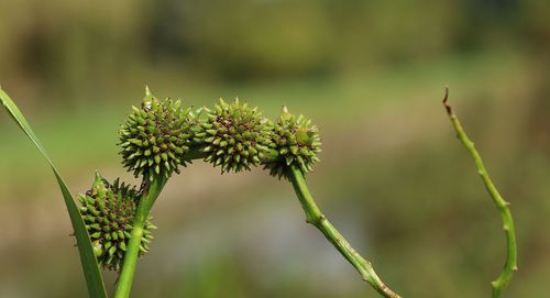 Sparganium erectum (Branched Bur-reed)